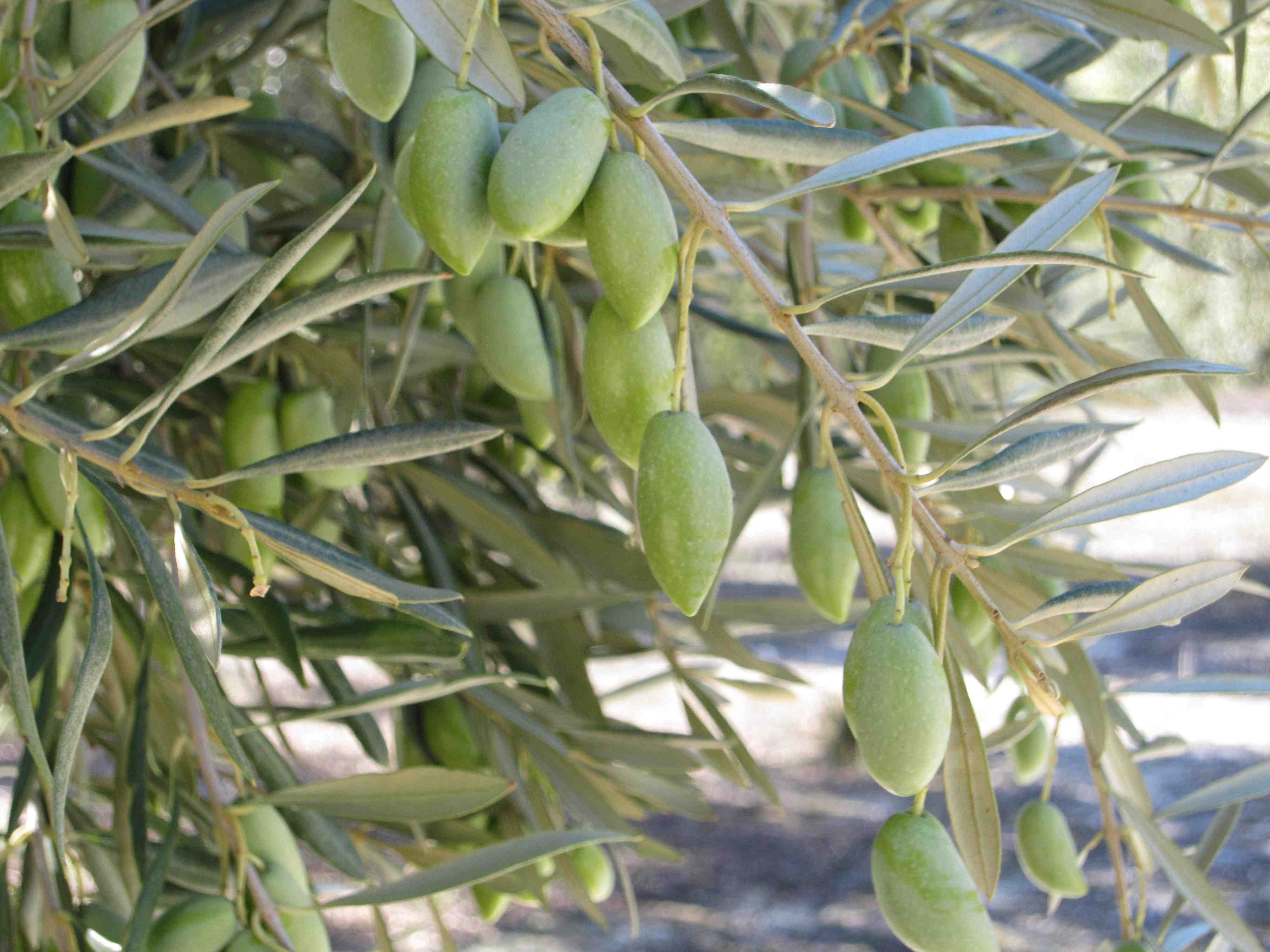 ACEITUNA CORNEZUELO